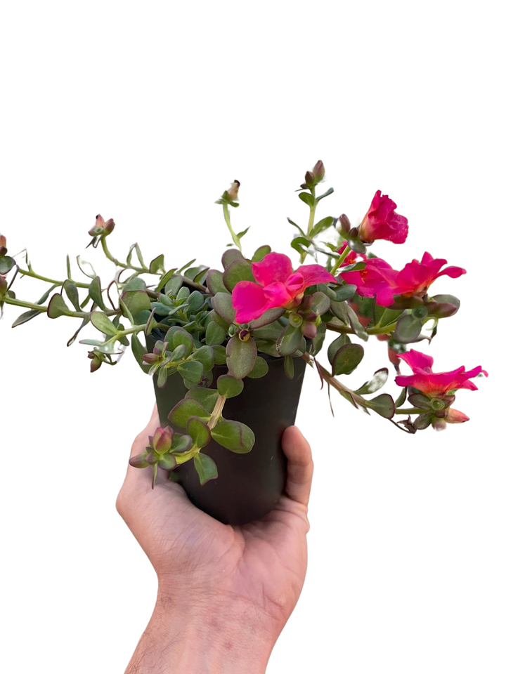 Purslane-Flowering-American Plant Supply