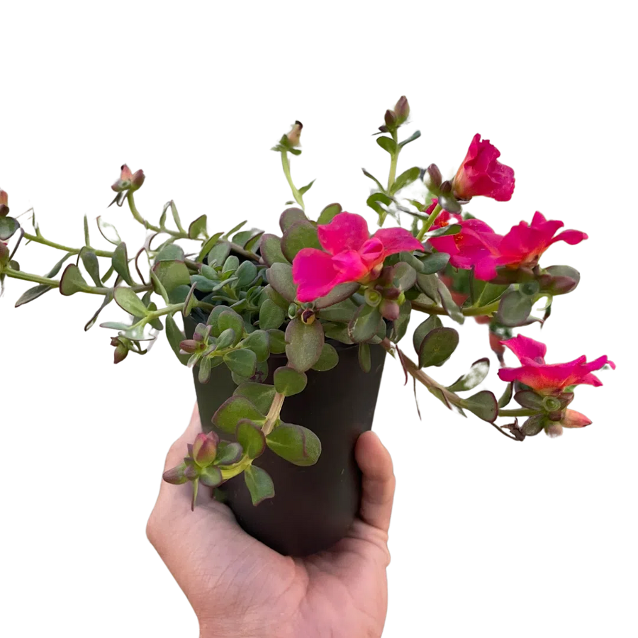 Purslane-Flowering-American Plant Supply