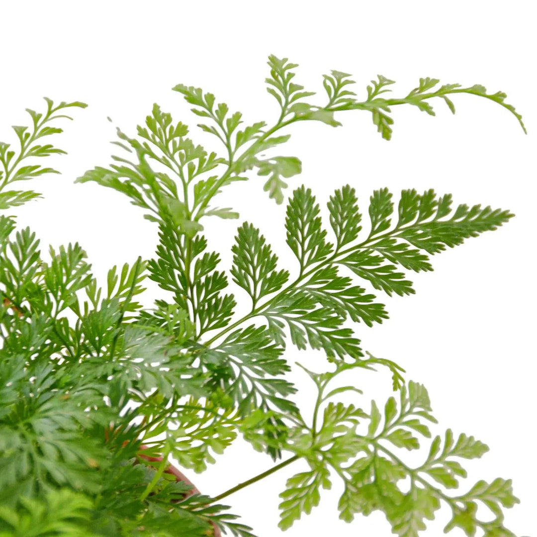 Rabbit's Foot Fern-Indoor Plants-American Plant Supply