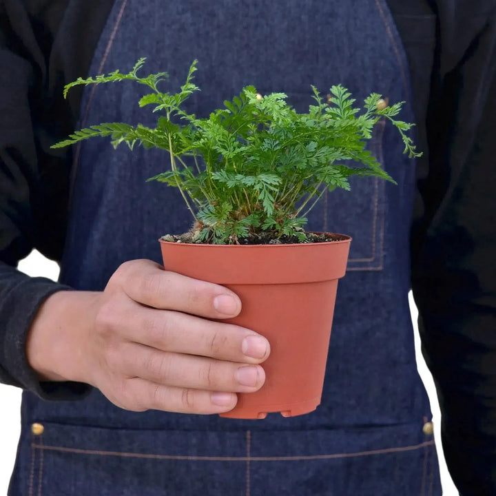 Rabbit's Foot Fern-Indoor Plants-American Plant Supply