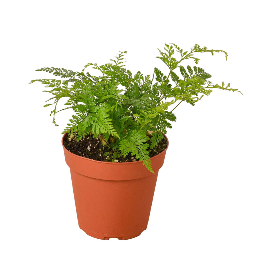 Rabbit's Foot Fern-Indoor Plants-American Plant Supply