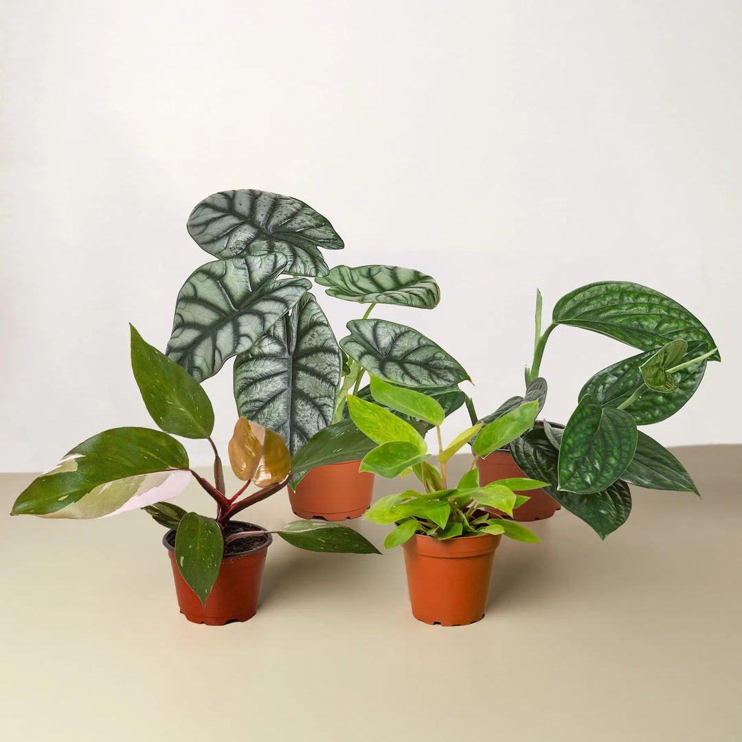 Rare Plant Bundle-Indoor Plants-American Plant Supply