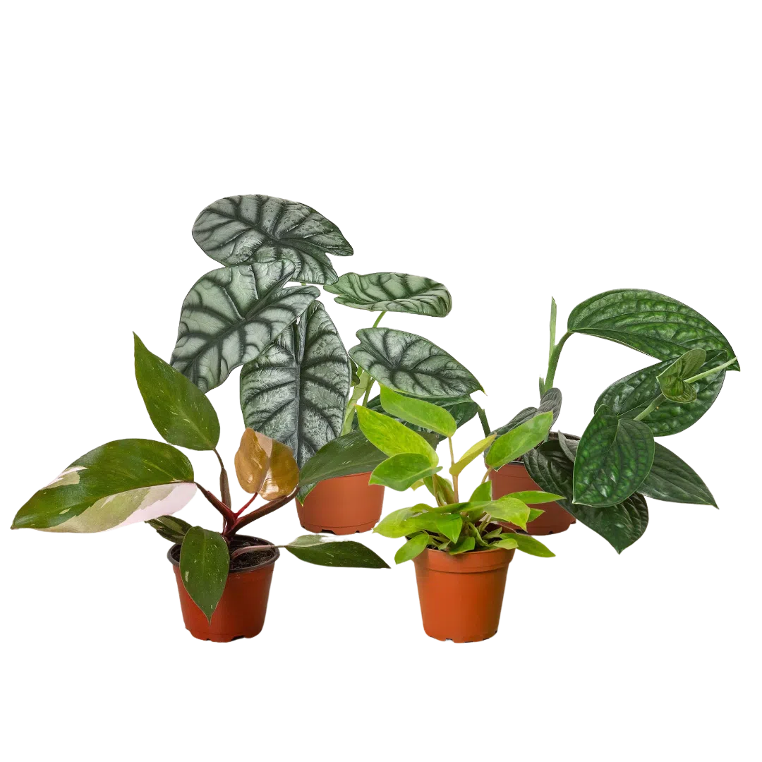 Rare Plant Bundle-Indoor Plants-American Plant Supply