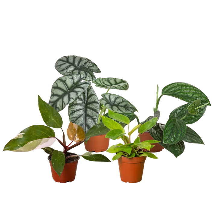 Rare Plant Bundle-Indoor Plants-American Plant Supply