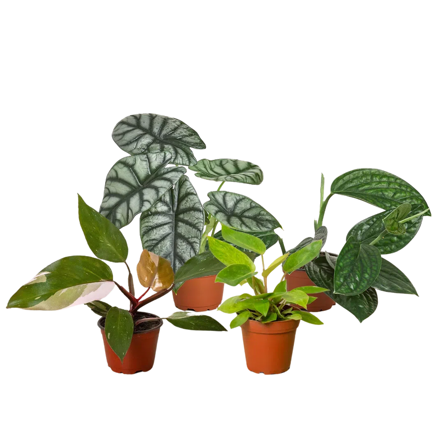 Rare Plant Bundle-Indoor Plants-American Plant Supply