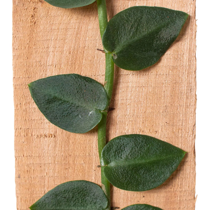 Rhaphidophora 'Hayi' (Shingle Plant)-Indoor Plants-American Plant Supply