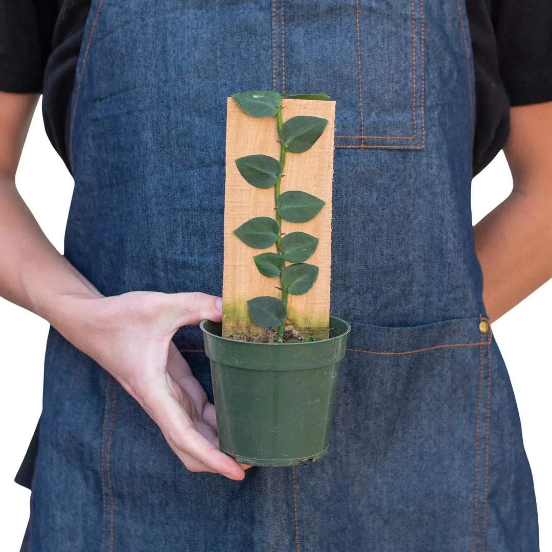Rhaphidophora 'Hayi' (Shingle Plant)-Indoor Plants-American Plant Supply