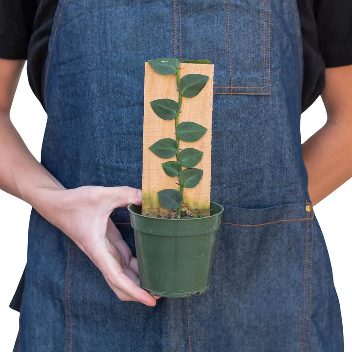 Rhaphidophora 'Hayi' (Shingle Plant)-Indoor Plants-American Plant Supply