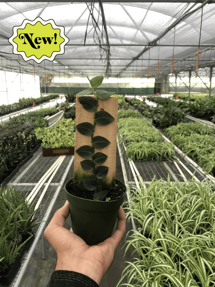 Rhaphidophora 'Hayi' (Shingle Plant)-Indoor Plants-American Plant Supply