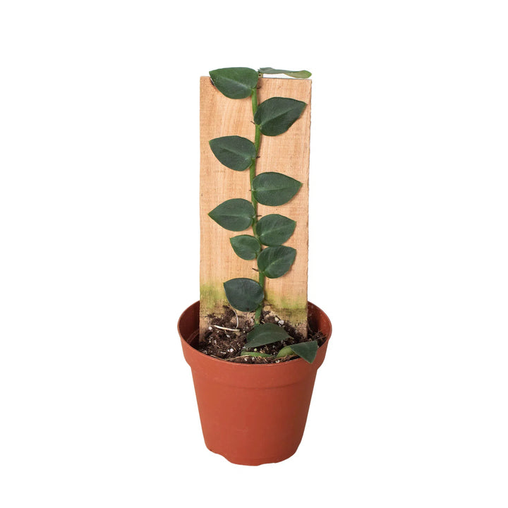 Rhaphidophora 'Hayi' (Shingle Plant)-Indoor Plants-American Plant Supply