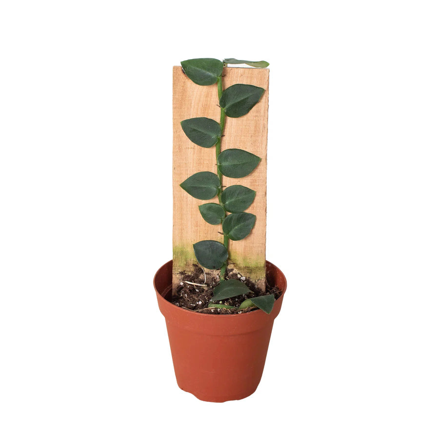 Rhaphidophora 'Hayi' (Shingle Plant)-Indoor Plants-American Plant Supply