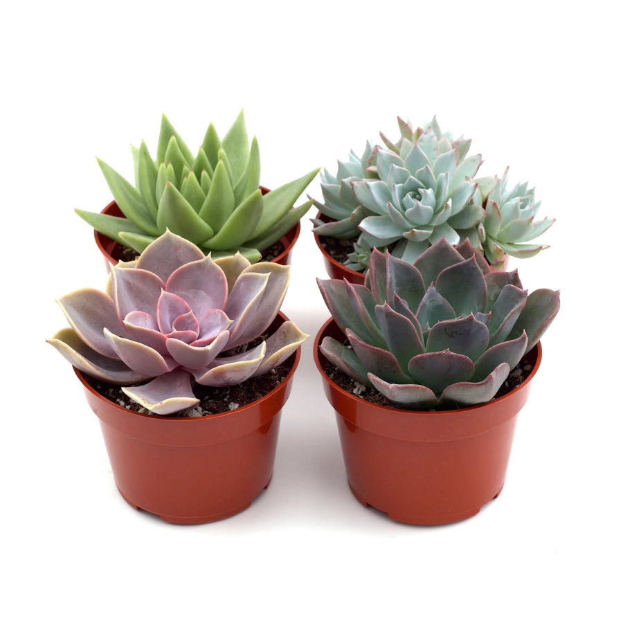 Rosette Succulent Variety Packs-American Plant Supply