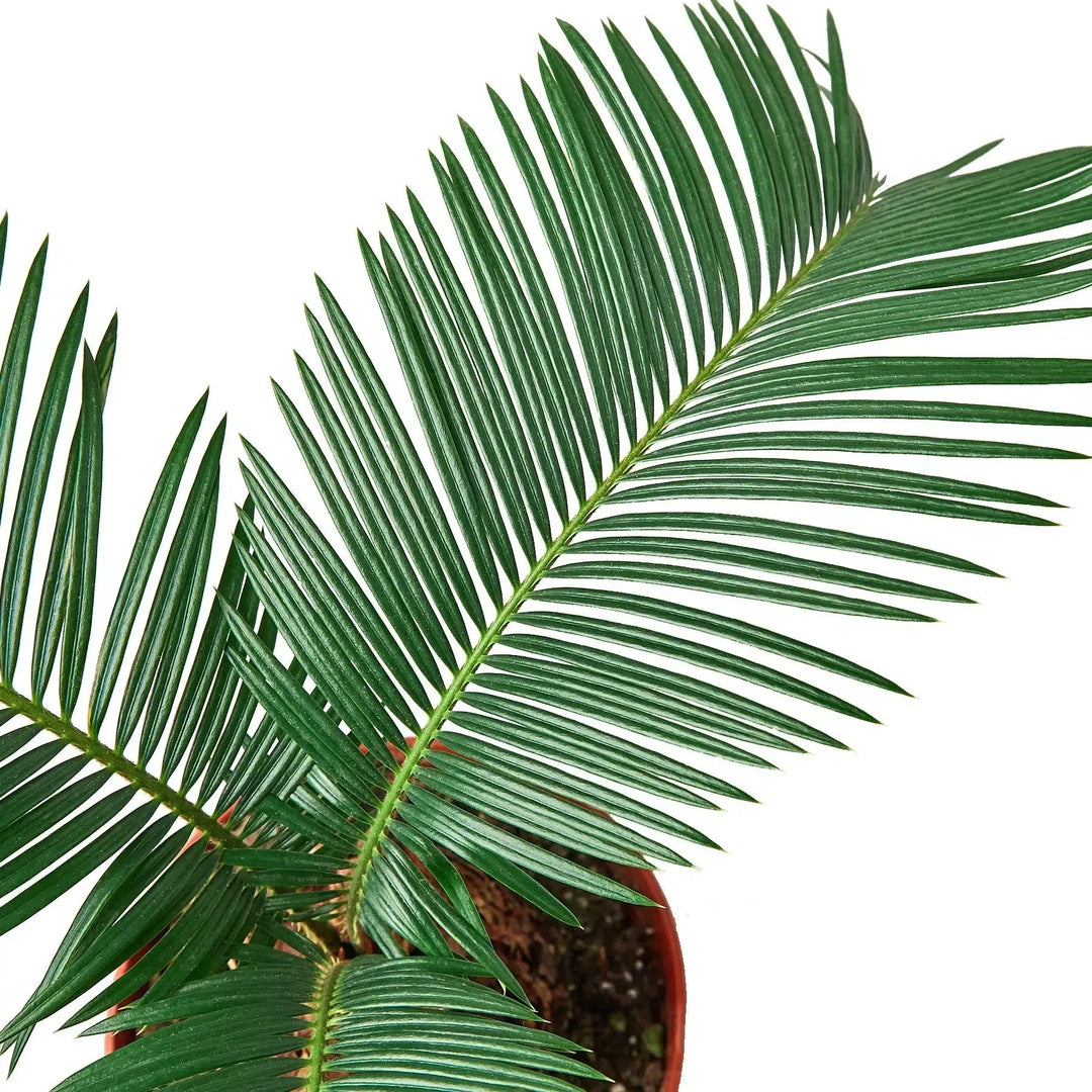 Sago Palm - In 6" Pot-6" Plant (1pk/$4.5) ($10 Ship/31oz)-American Plant Supply