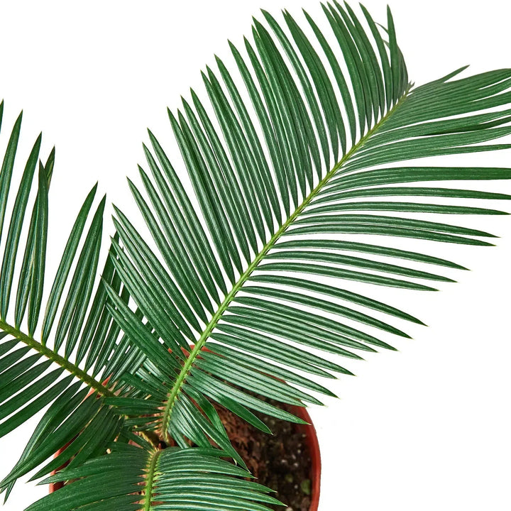 Sago Palm - In 6" Pot-6" Plant (1pk/$4.5) ($10 Ship/31oz)-American Plant Supply