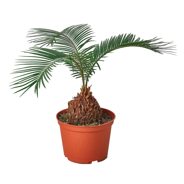 Sago Palm - In 6" Pot-6" Plant (1pk/$4.5) ($10 Ship/31oz)-American Plant Supply