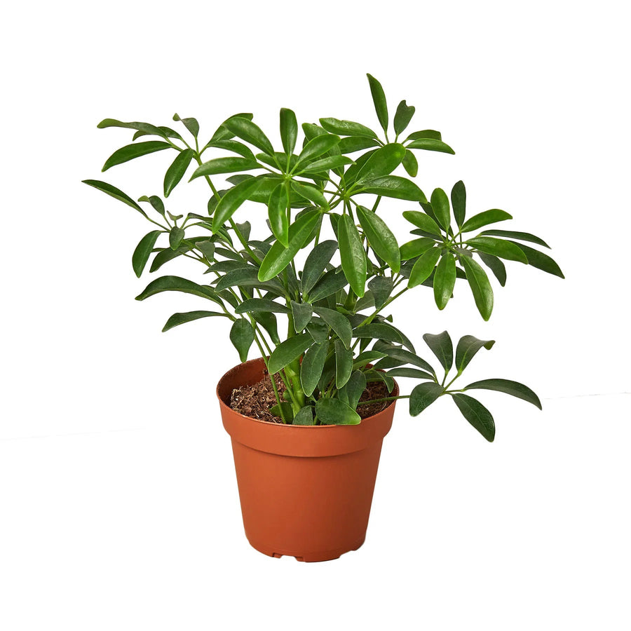 Schefflera Arboricola 'Umbrella'-Indoor Plants-American Plant Supply