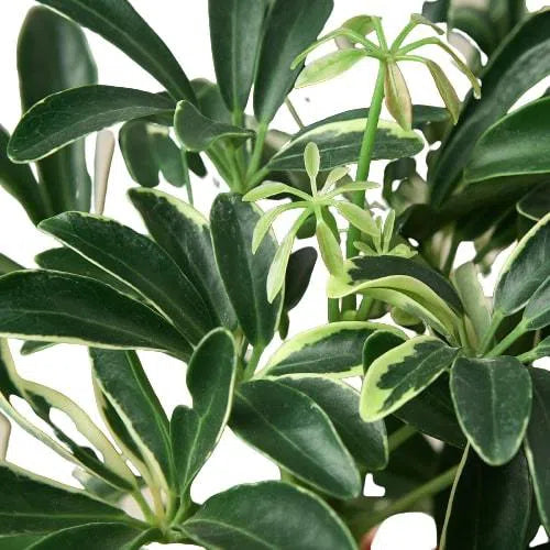 Schefflera Moonlight 'Umbrella Plant'-American Plant Supply