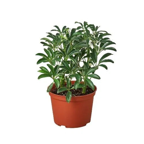 Schefflera Moonlight 'Umbrella Plant'-American Plant Supply