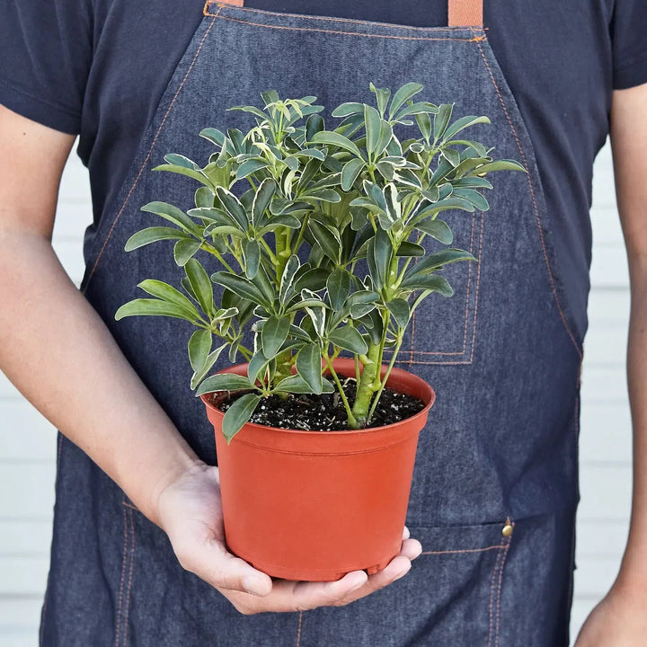 Schefflera Moonlight 'Umbrella Plant'-American Plant Supply