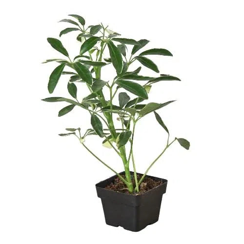 Schefflera Moonlight 'Umbrella Plant'-American Plant Supply