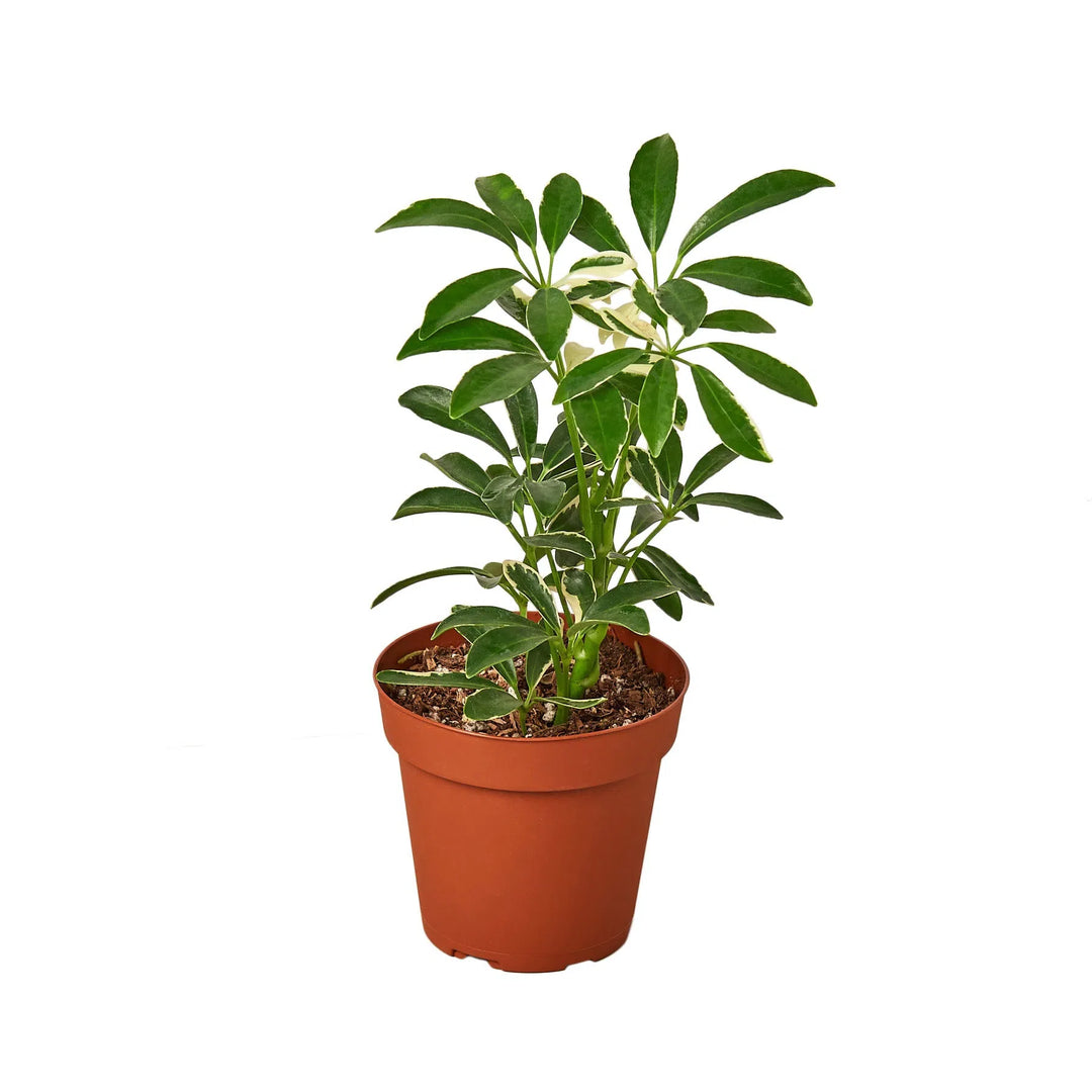 Schefflera Moonlight 'Umbrella Plant'-American Plant Supply