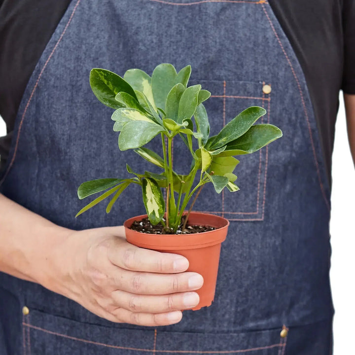 Schefflera Variegated-Indoor Plants-American Plant Supply