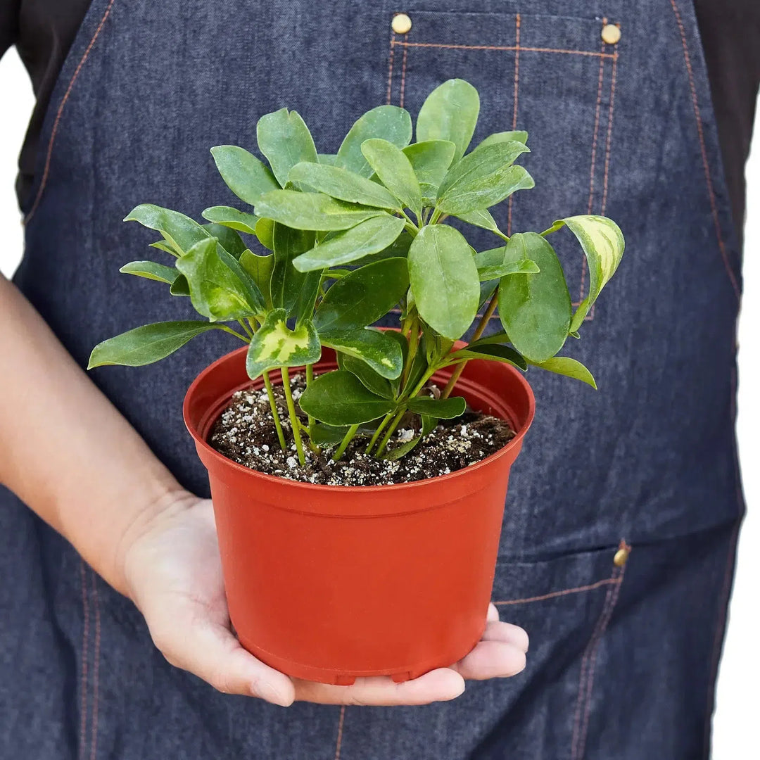 Schefflera Variegated-Indoor Plants-American Plant Supply