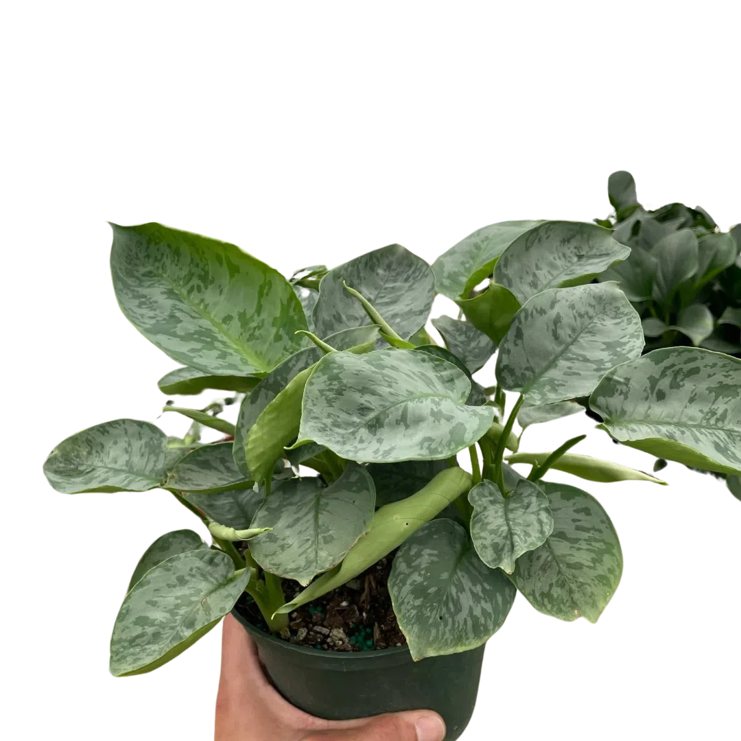 Schismatoglottis 'Sarawak'-Indoor Plants-American Plant Supply