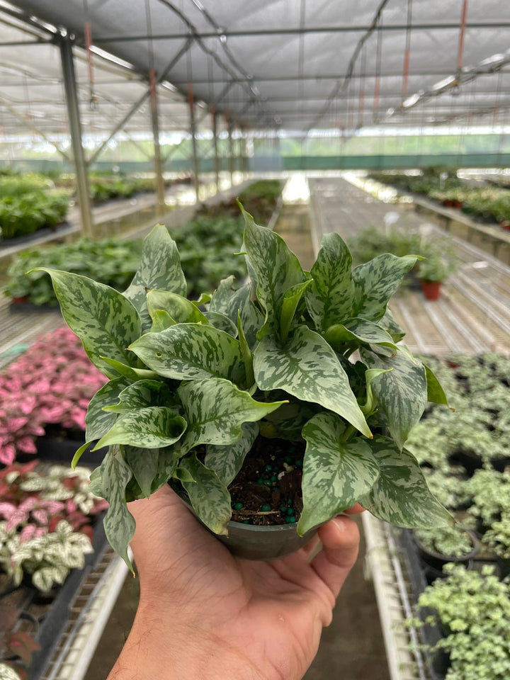 Schismatoglottis 'Thailand'-Indoor Plants-American Plant Supply
