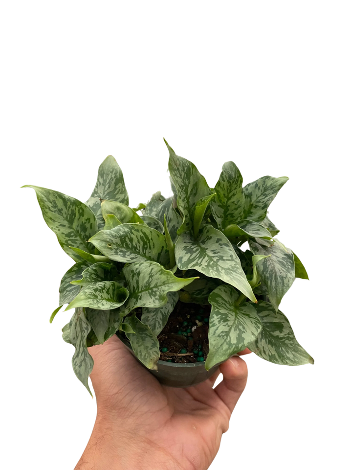 Schismatoglottis 'Thailand'-Indoor Plants-American Plant Supply