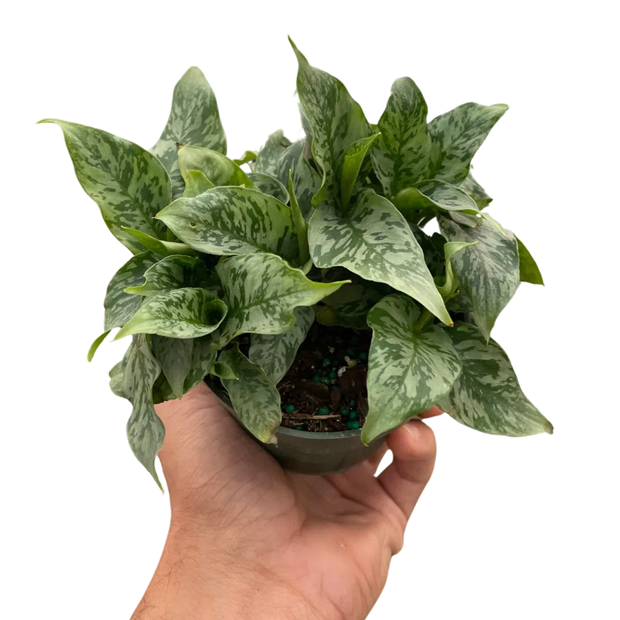 Schismatoglottis 'Thailand'-Indoor Plants-American Plant Supply
