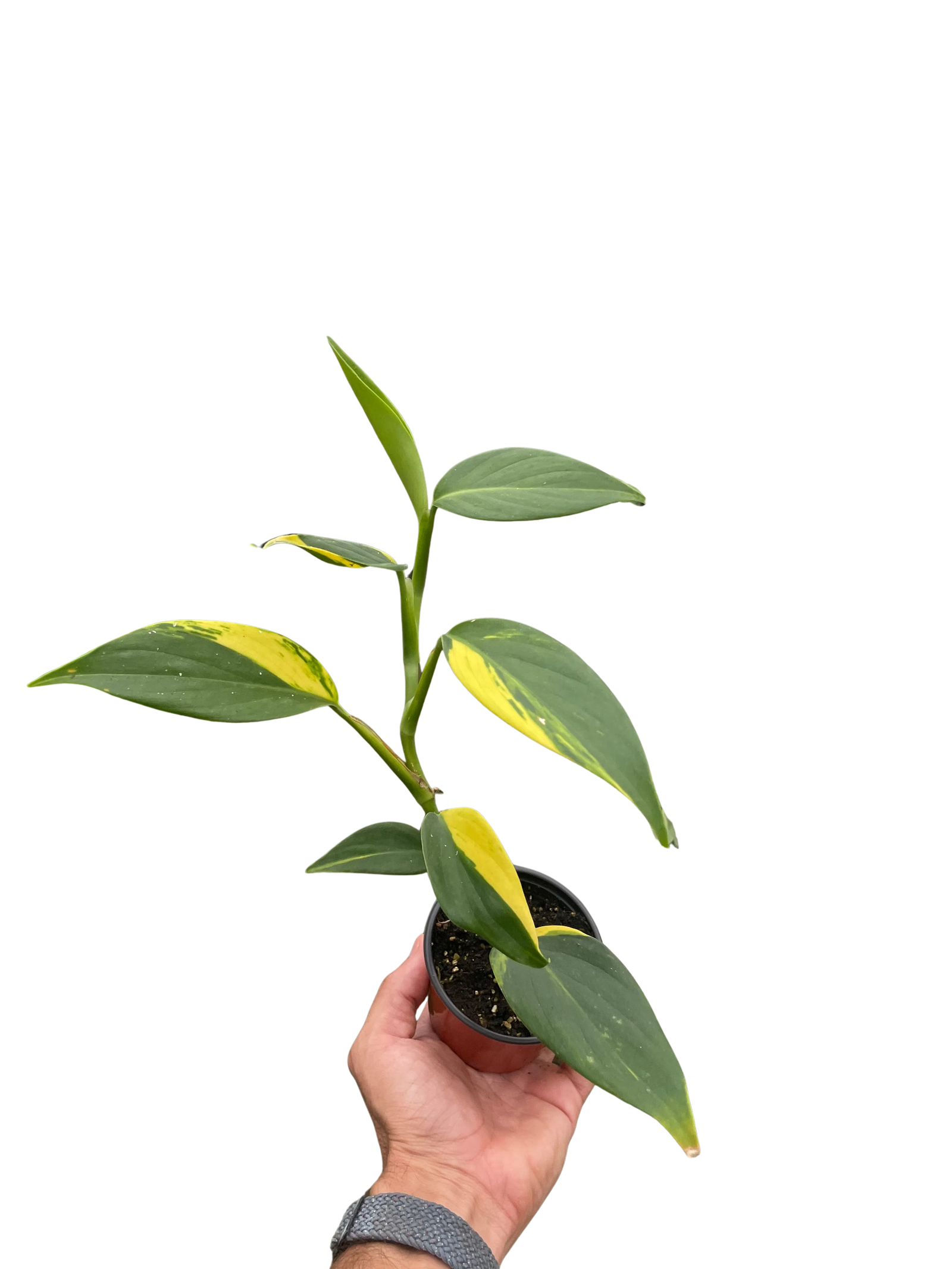 Scindapsus 'Coriaceus'-Indoor Plants-American Plant Supply