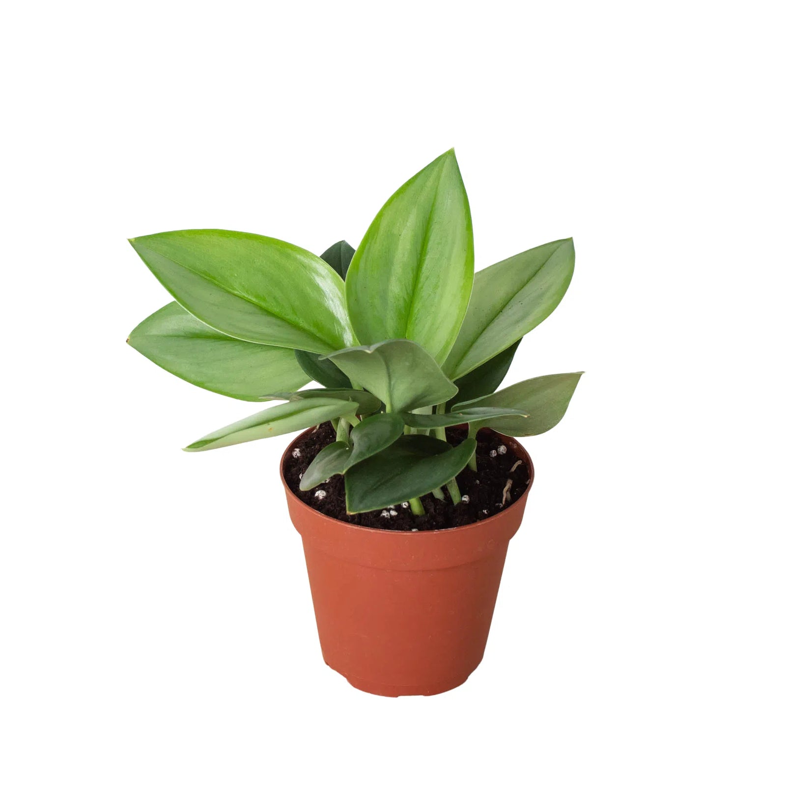 Scindapsus 'Moonlight' - 4" Pot-Accessories-American Plant Supply