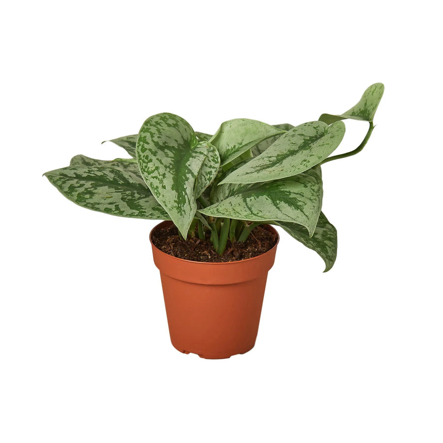 Scindapsus Pictus 'Exotica'-Indoor Plants-American Plant Supply