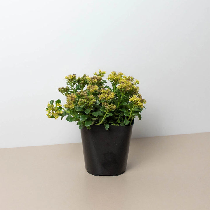 Sedum Little Miss Sunshine-American Plant Supply