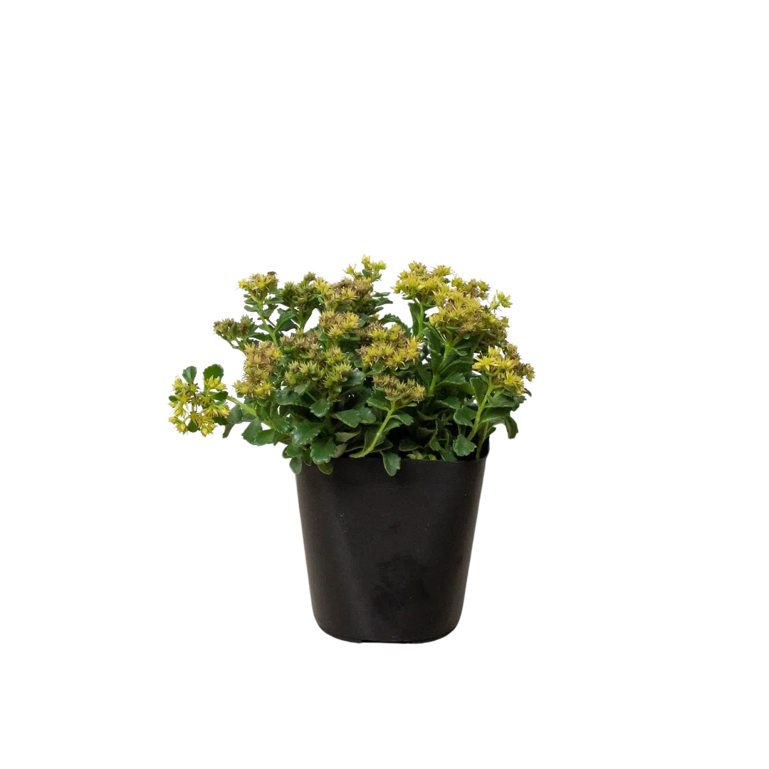 Sedum Little Miss Sunshine-American Plant Supply
