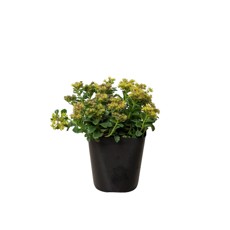 Sedum Little Miss Sunshine-American Plant Supply