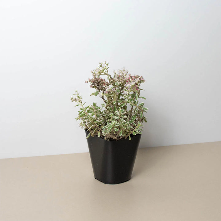 Sedum Tricolor-American Plant Supply