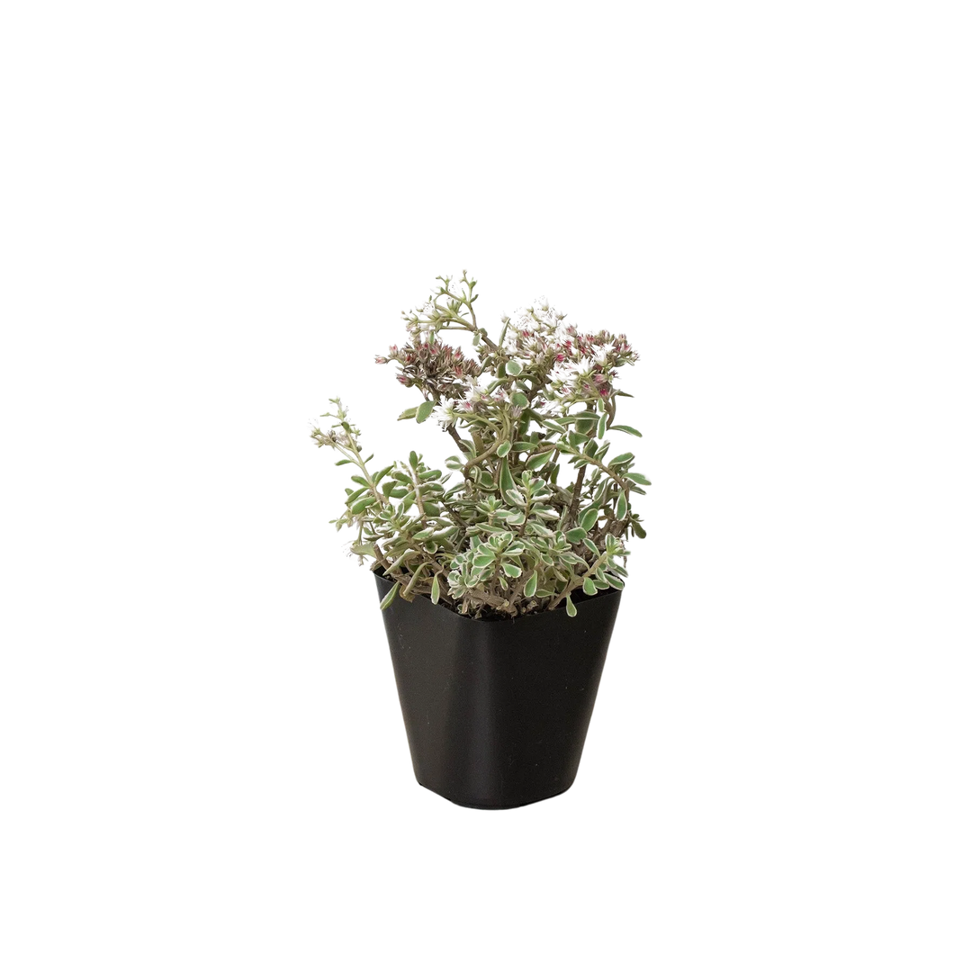 Sedum Tricolor-American Plant Supply