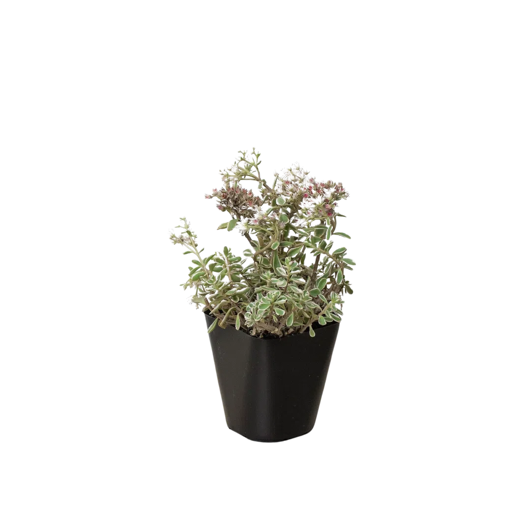 Sedum Tricolor-American Plant Supply