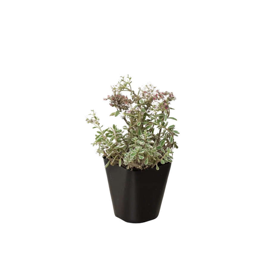 Sedum Tricolor-American Plant Supply