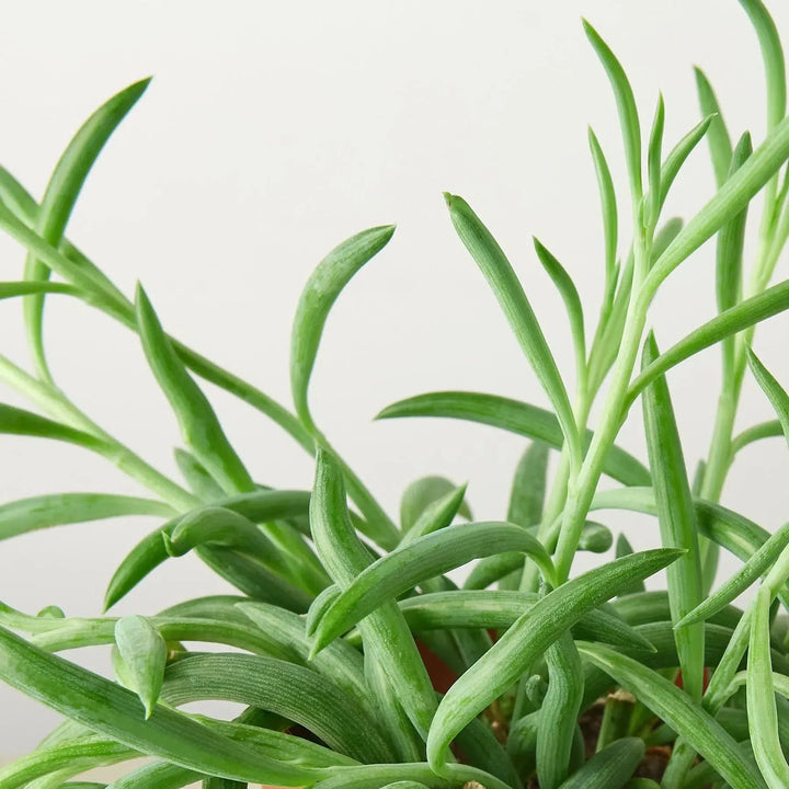 Senecio Succulent 'Fish Hooks'-4" Plant (1pk/$2) ($6 Ship/15oz)-American Plant Supply