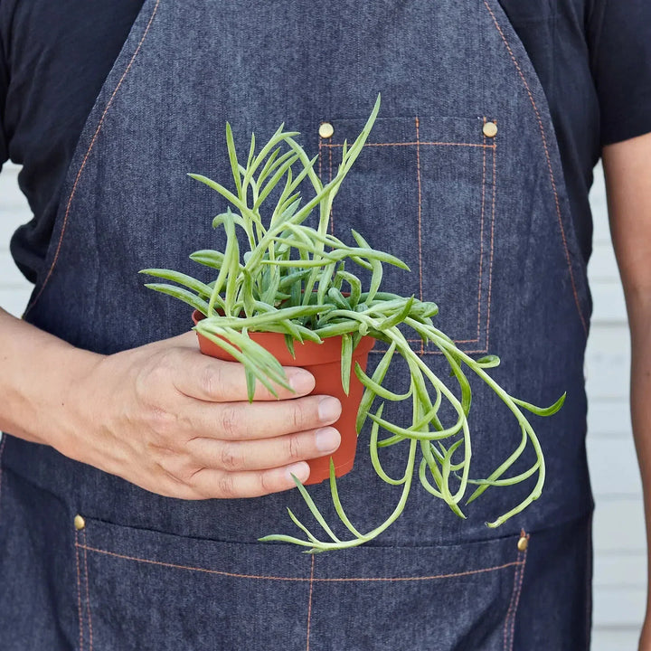 Senecio Succulent 'Fish Hooks'-4" Plant (1pk/$2) ($6 Ship/15oz)-American Plant Supply