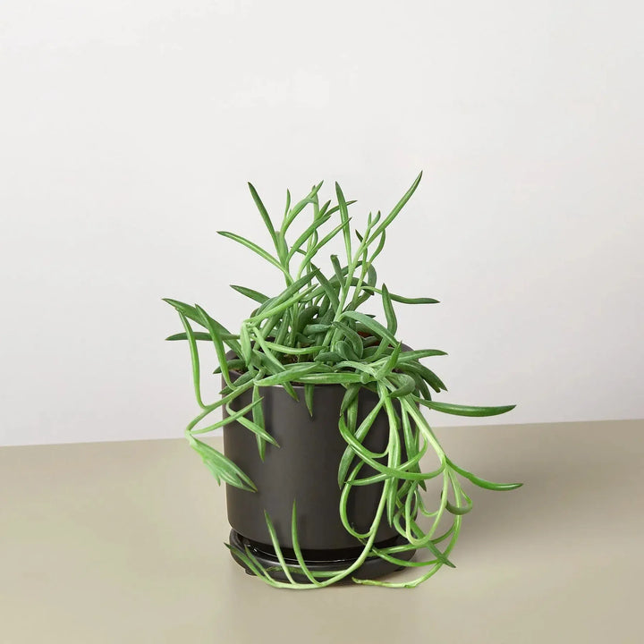 Senecio Succulent 'Fish Hooks'-4" Plant (1pk/$2) ($6 Ship/15oz)-4" Pot-Black Cylinder-American Plant Supply
