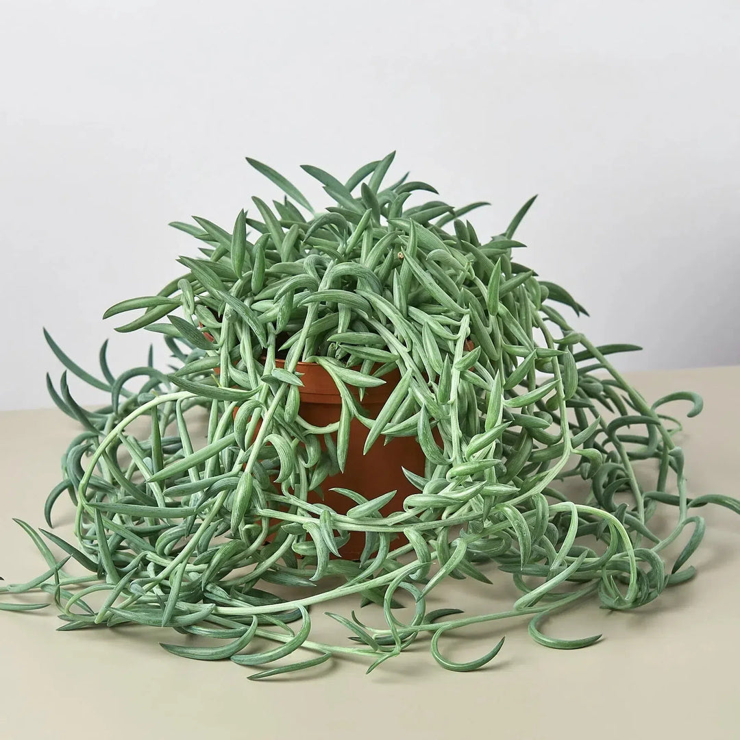 Senecio Succulent 'Fish Hooks'-4" Plant (1pk/$2) ($6 Ship/15oz)-American Plant Supply