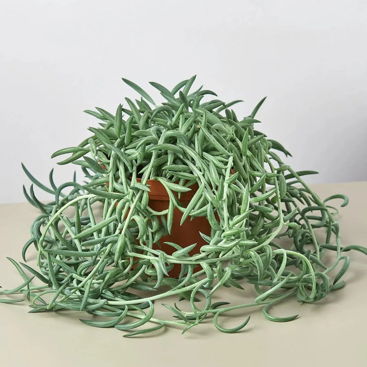 Senecio Succulent 'Fish Hooks'-4" Plant (1pk/$2) ($6 Ship/15oz)-American Plant Supply