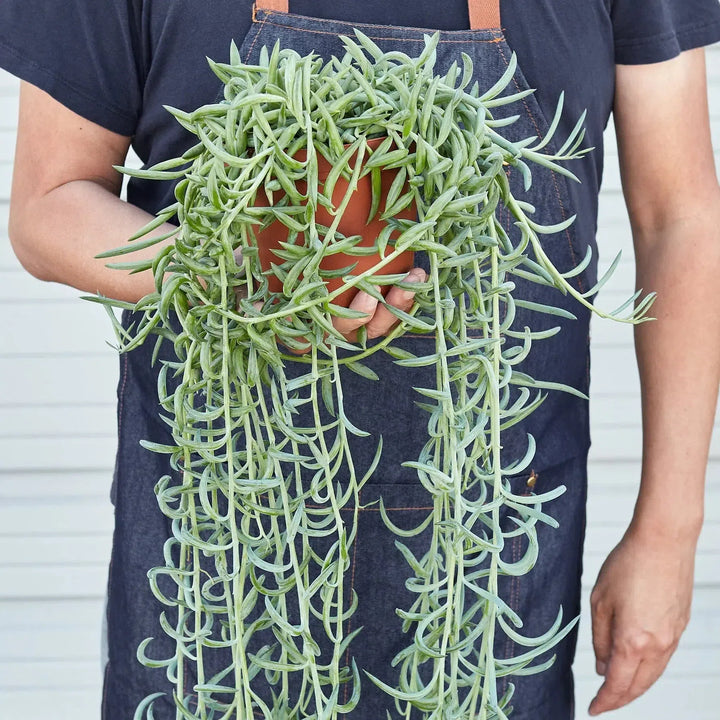 Senecio Succulent 'Fish Hooks'-4" Plant (1pk/$2) ($6 Ship/15oz)-American Plant Supply