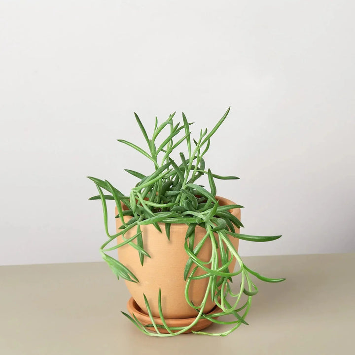 Senecio Succulent 'Fish Hooks'-4" Plant (1pk/$2) ($6 Ship/15oz)-American Plant Supply