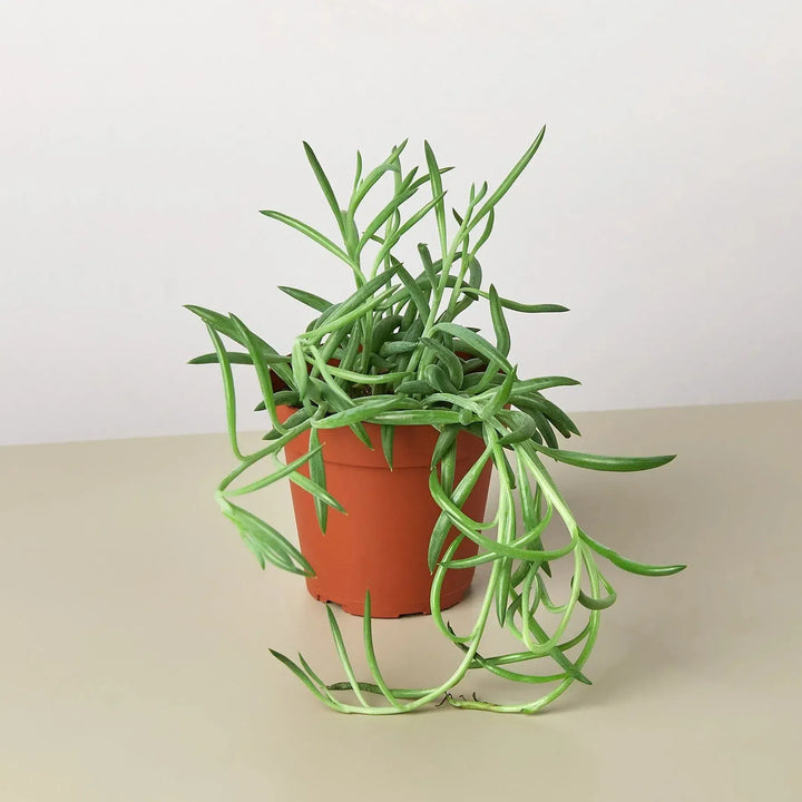 Senecio Succulent 'Fish Hooks'-4" Plant (1pk/$2) ($6 Ship/15oz)-American Plant Supply