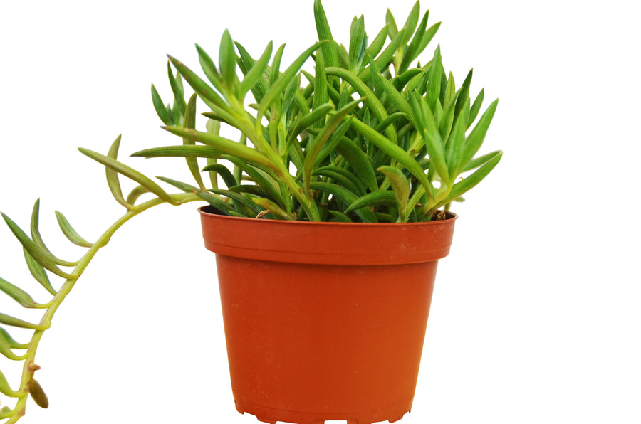 Senecio Succulent 'Fish Hooks'-4" Plant (1pk/$2) ($6 Ship/15oz)-American Plant Supply